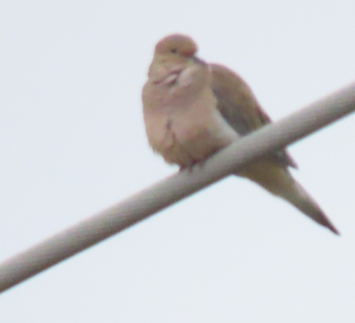 Zenaida arrunta - ML647043368