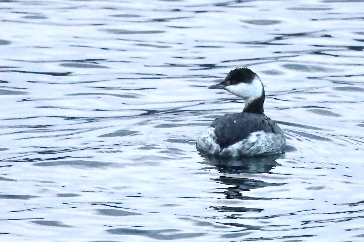 Txilinporta urrebelarria - ML647043369