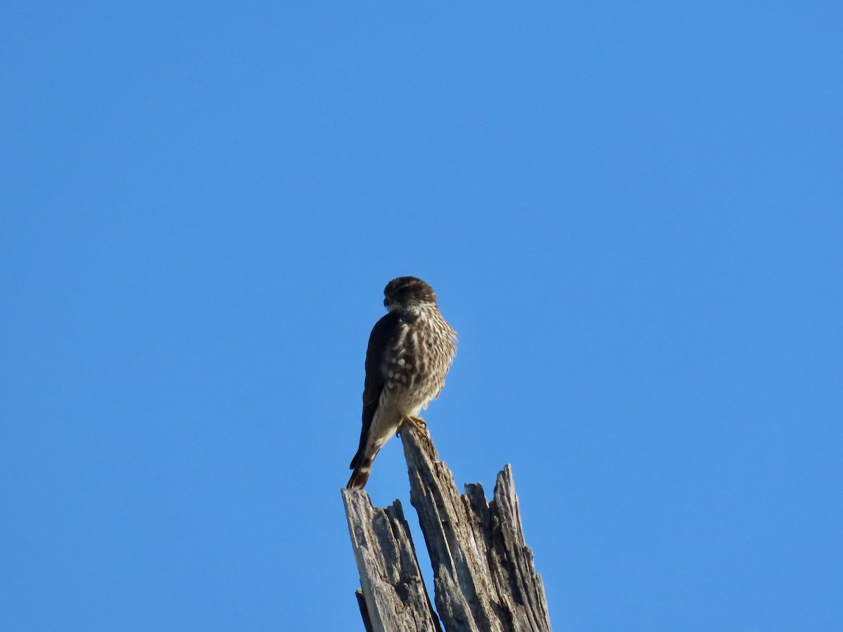 Belatz txikia - ML647043370