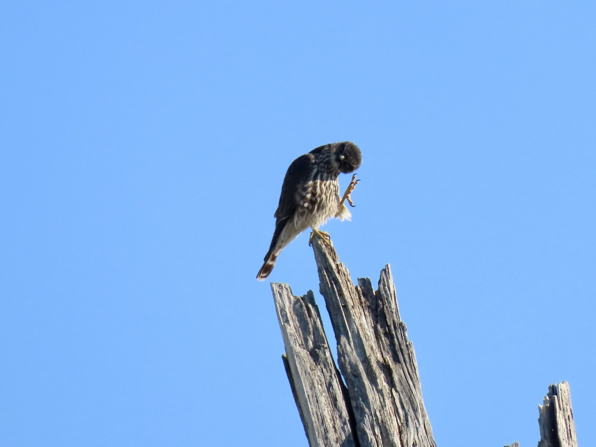 Belatz txikia - ML647043371