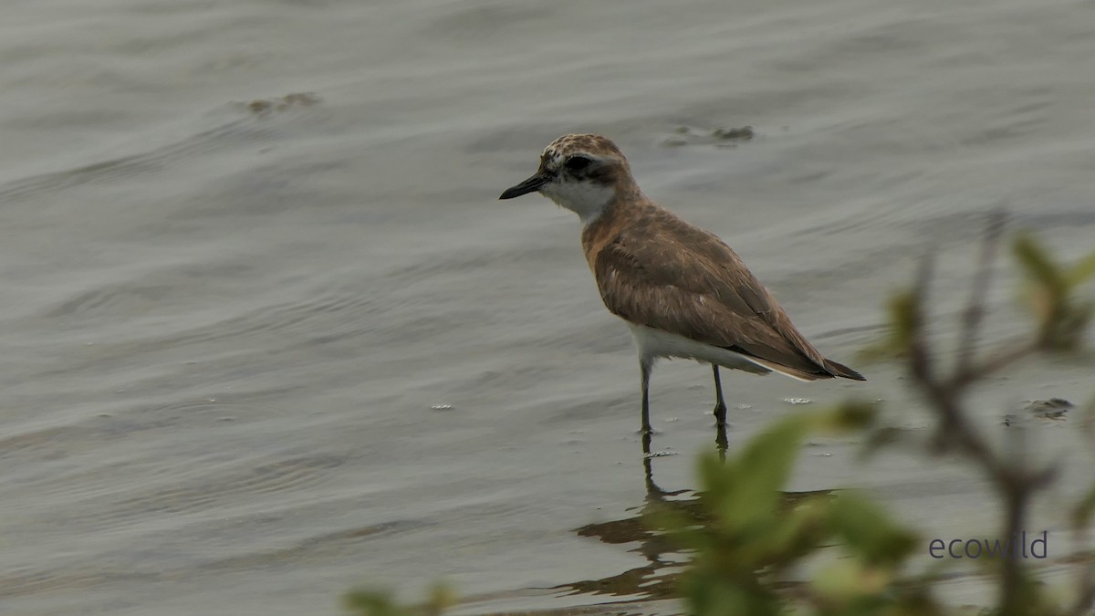 Txirritxo tibetarra - ML647043372