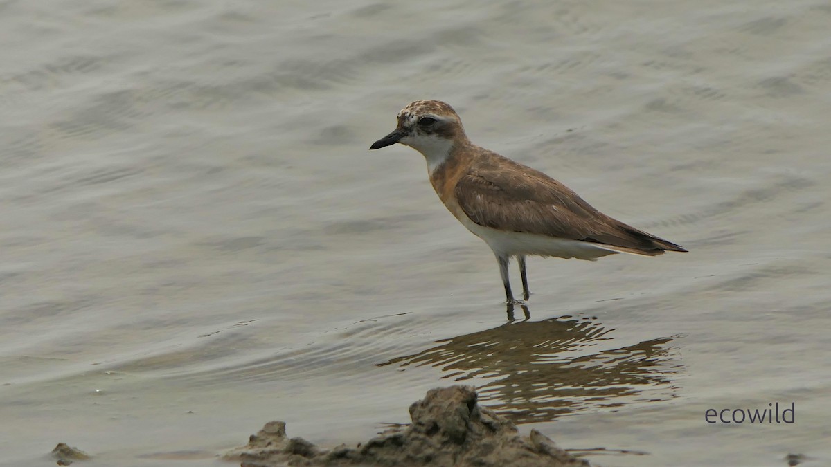 Txirritxo tibetarra - ML647043373