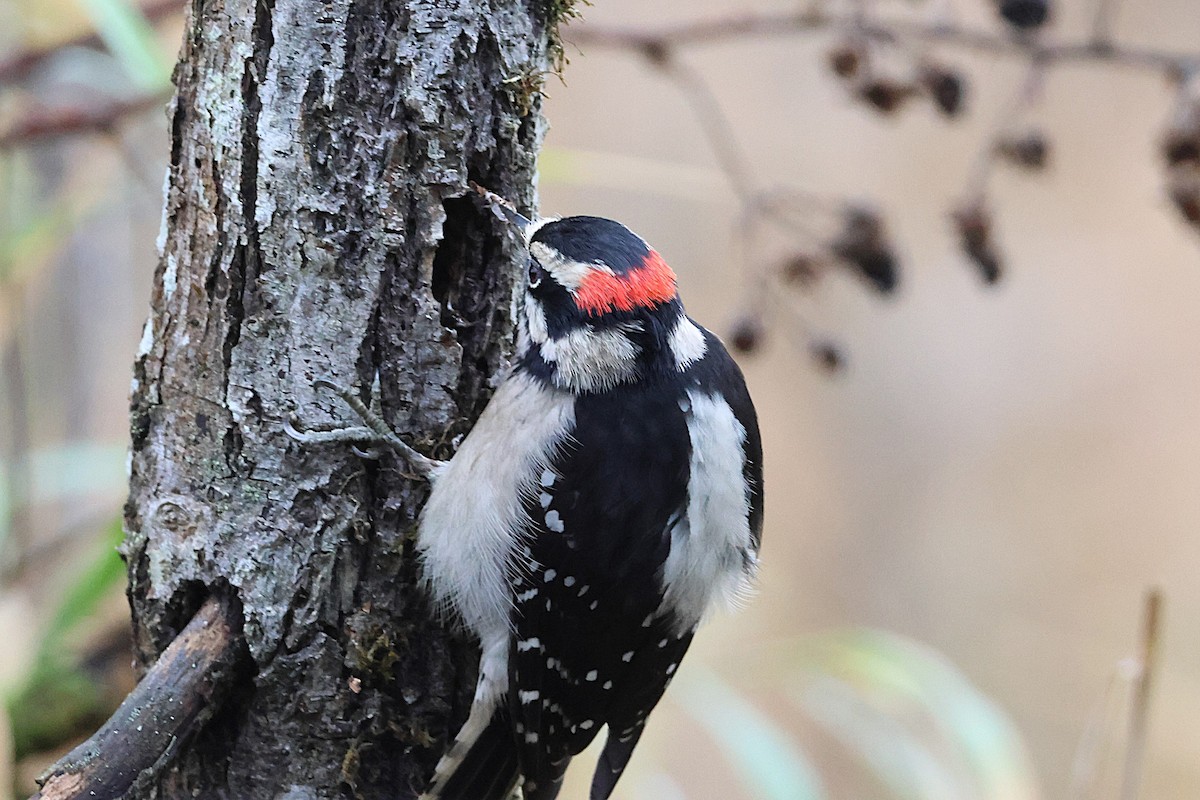 Downy Woodpecker - ML647043374