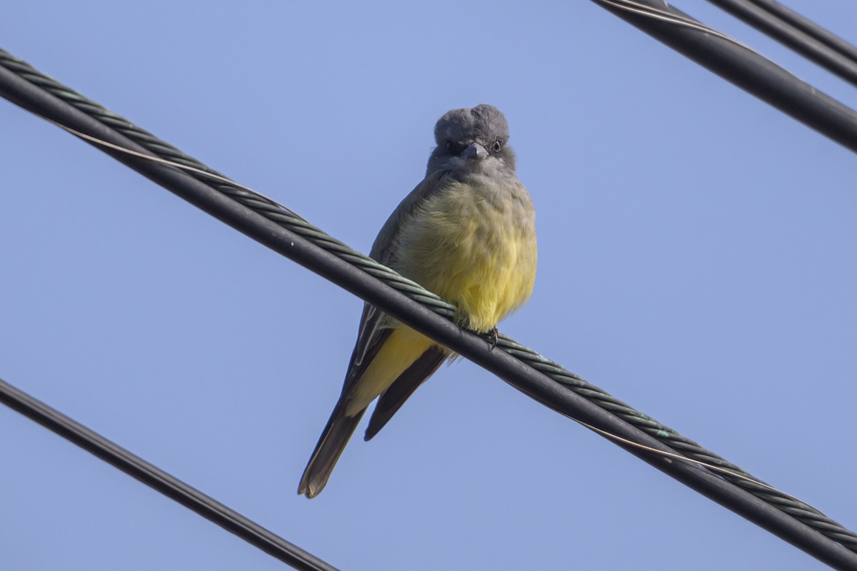 krattkongetyrann - ML647043376