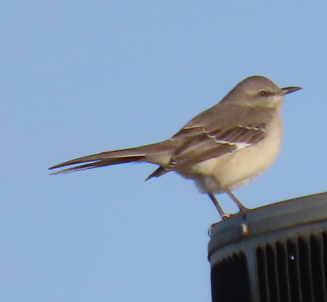 Northern Mockingbird - ML647043378