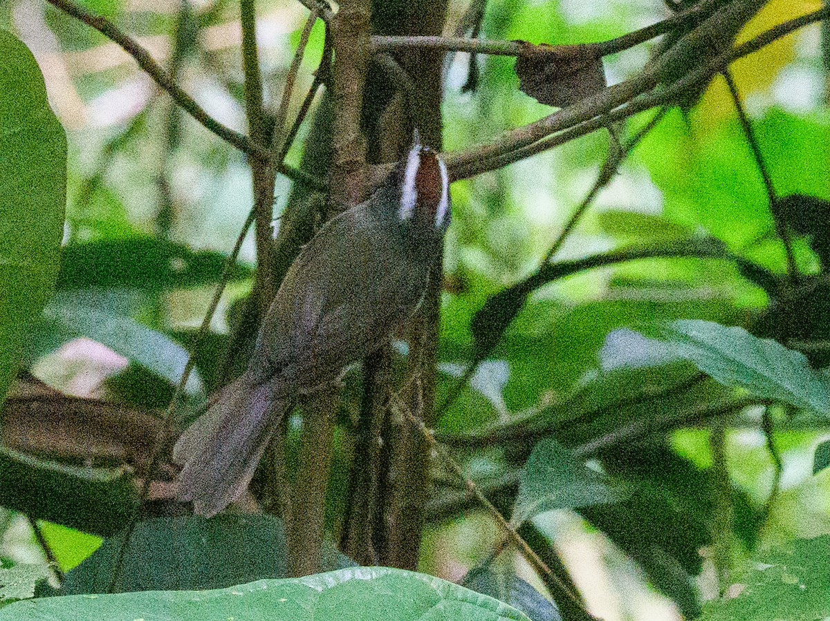 Black-cheeked Warbler - ML647043379