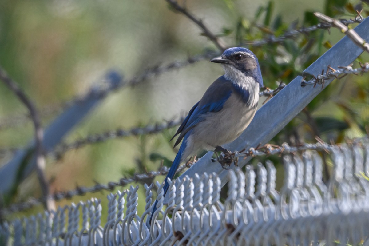 Chara Californiana - ML647043380