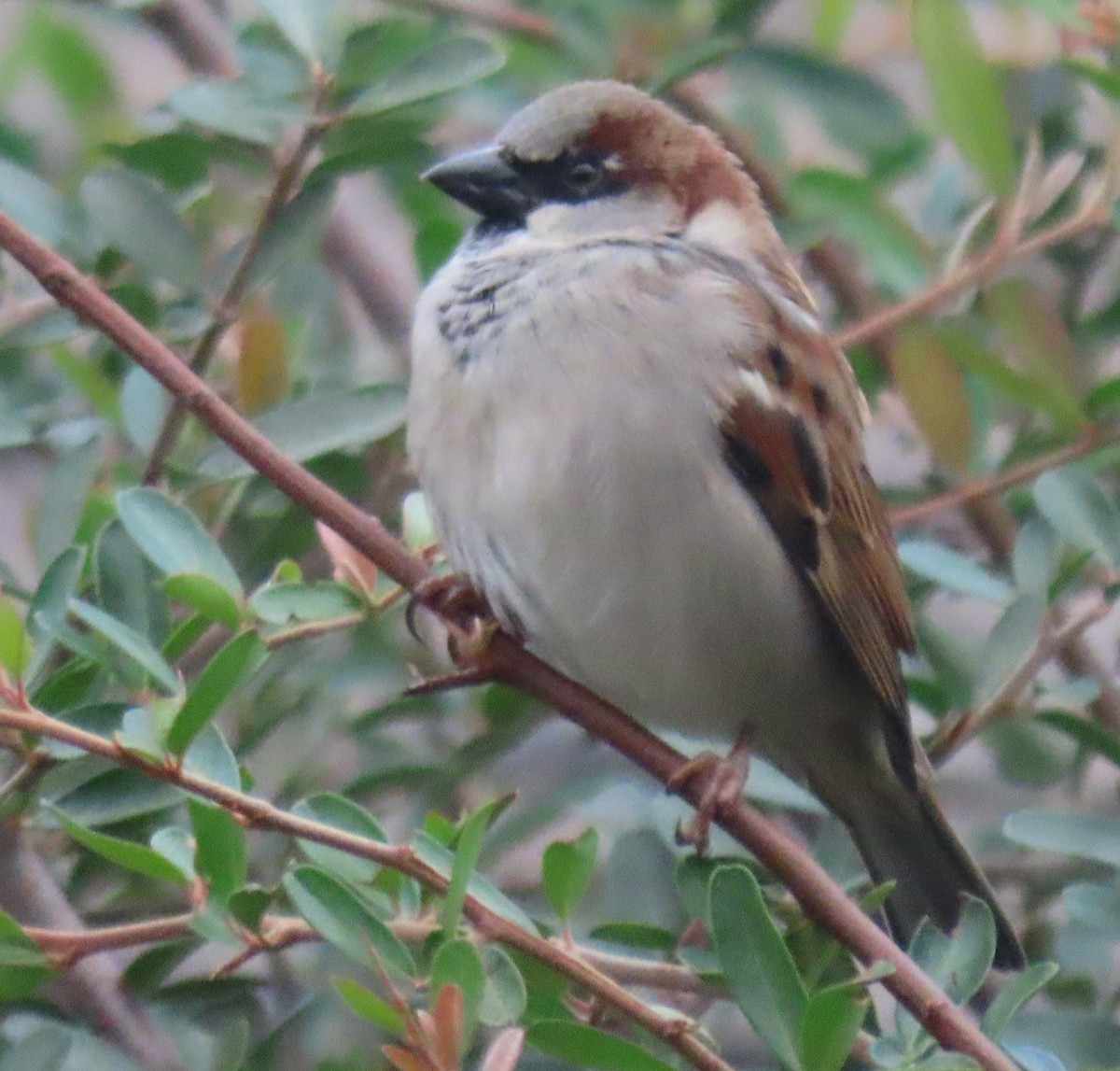 Etxe-txolarrea - ML647043381