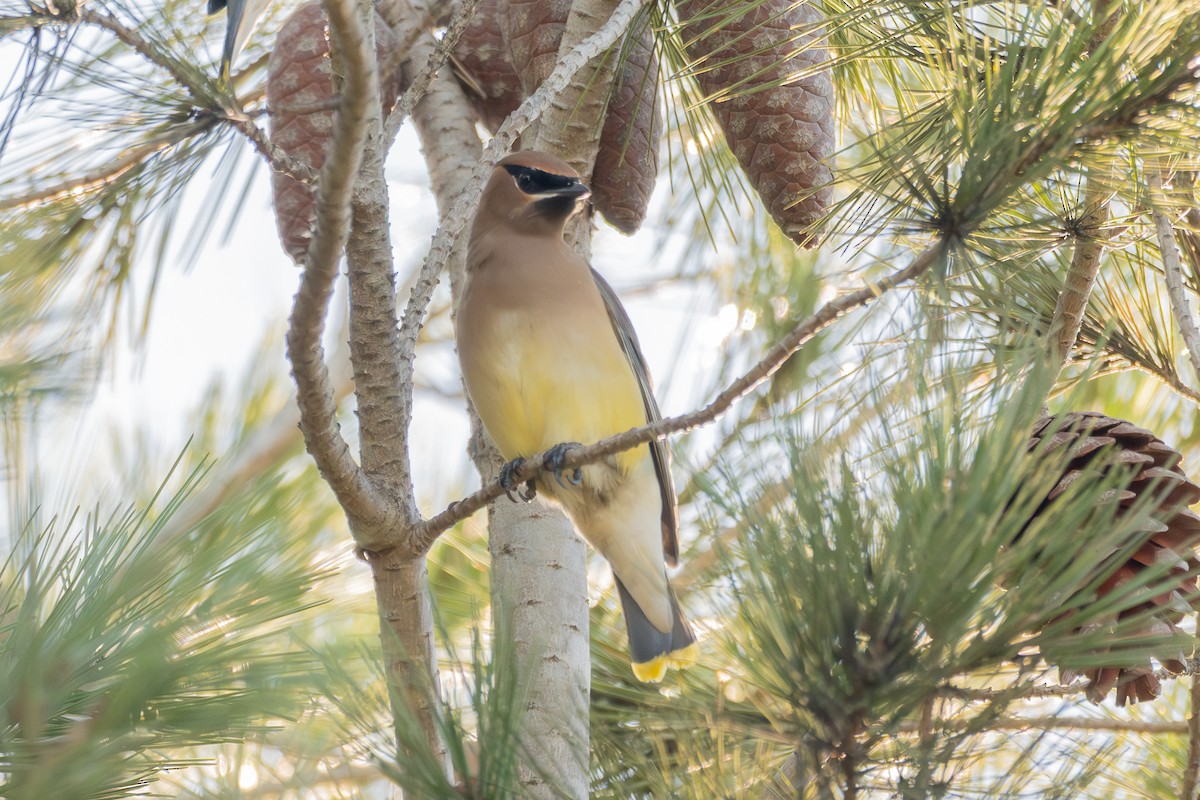 ヒメレンジャク - ML647043392