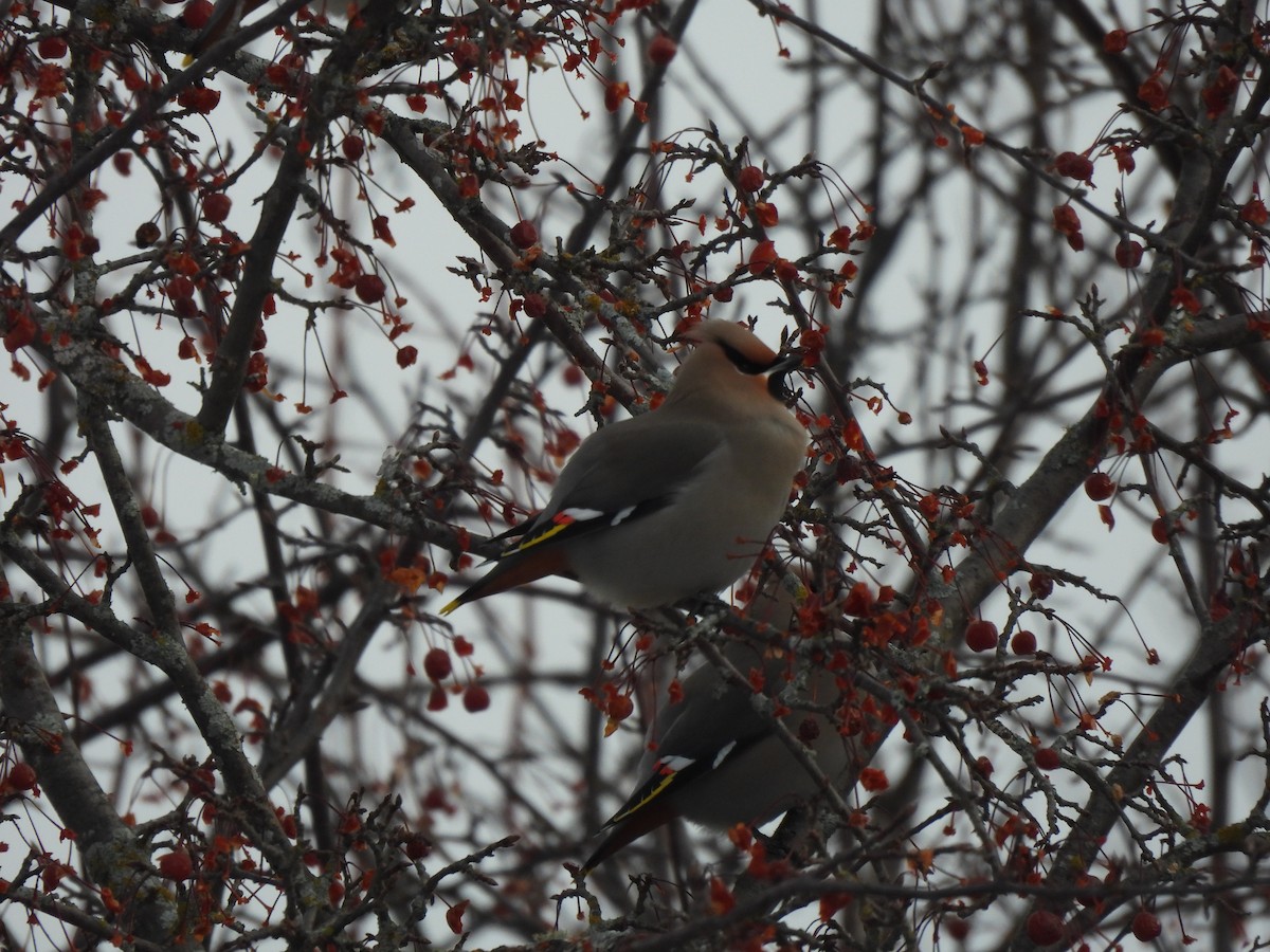 Bohemian Waxwing - ML647043393
