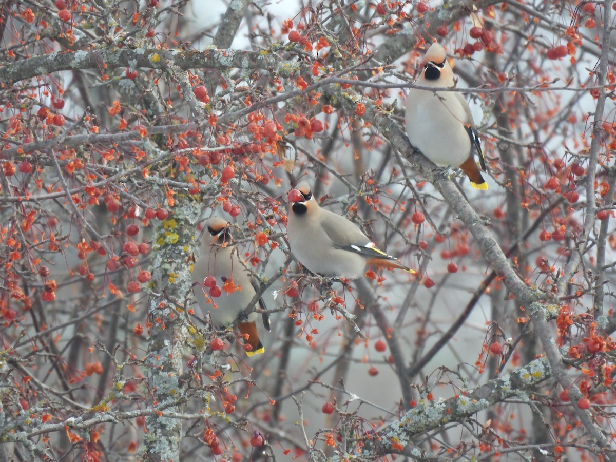 Bohemian Waxwing - ML647043394
