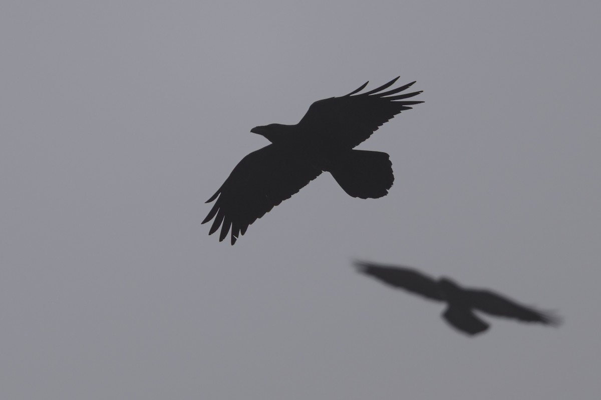 Common Raven - ML647043395