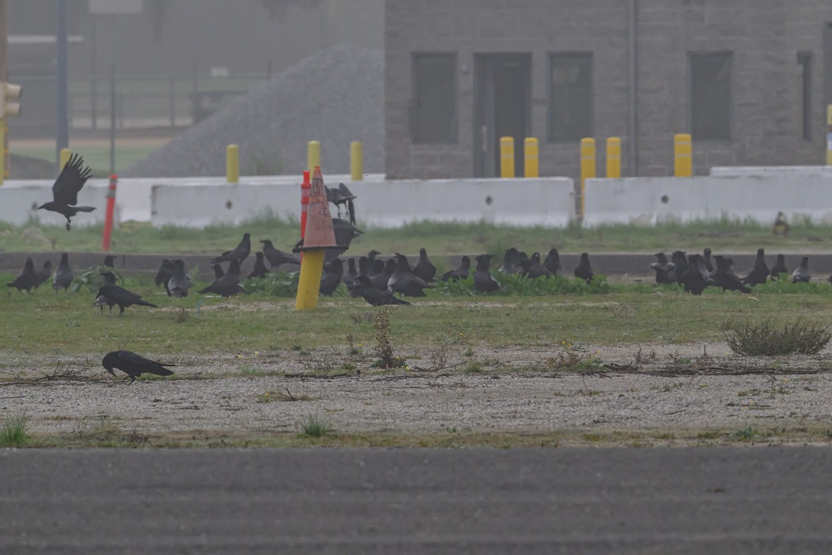 Common Raven - ML647043396