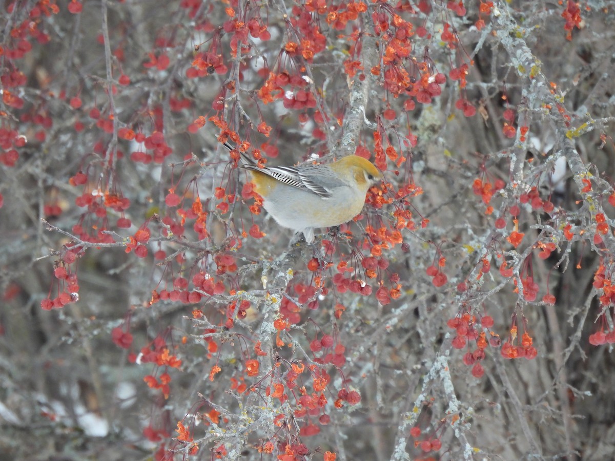 פתיאלי אורנים - ML647043403