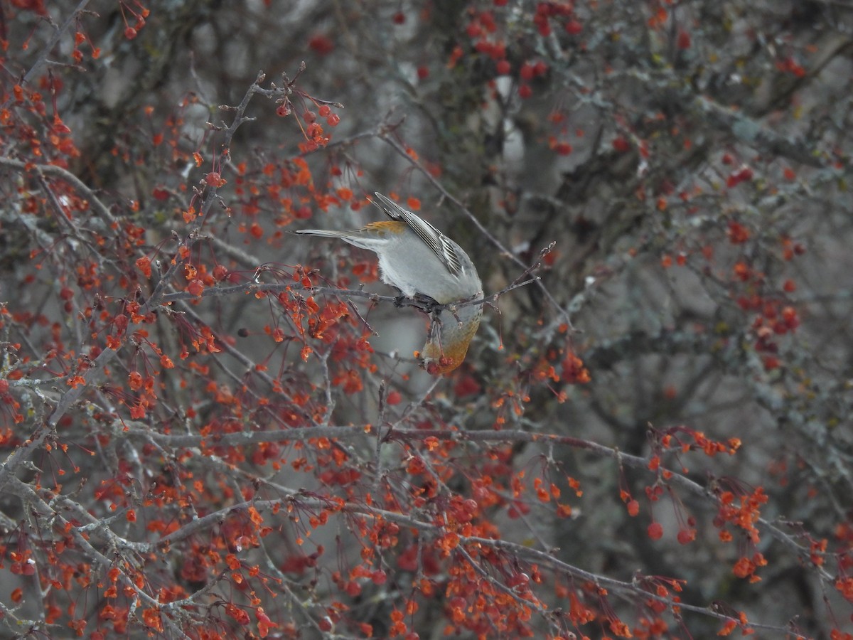 פתיאלי אורנים - ML647043404