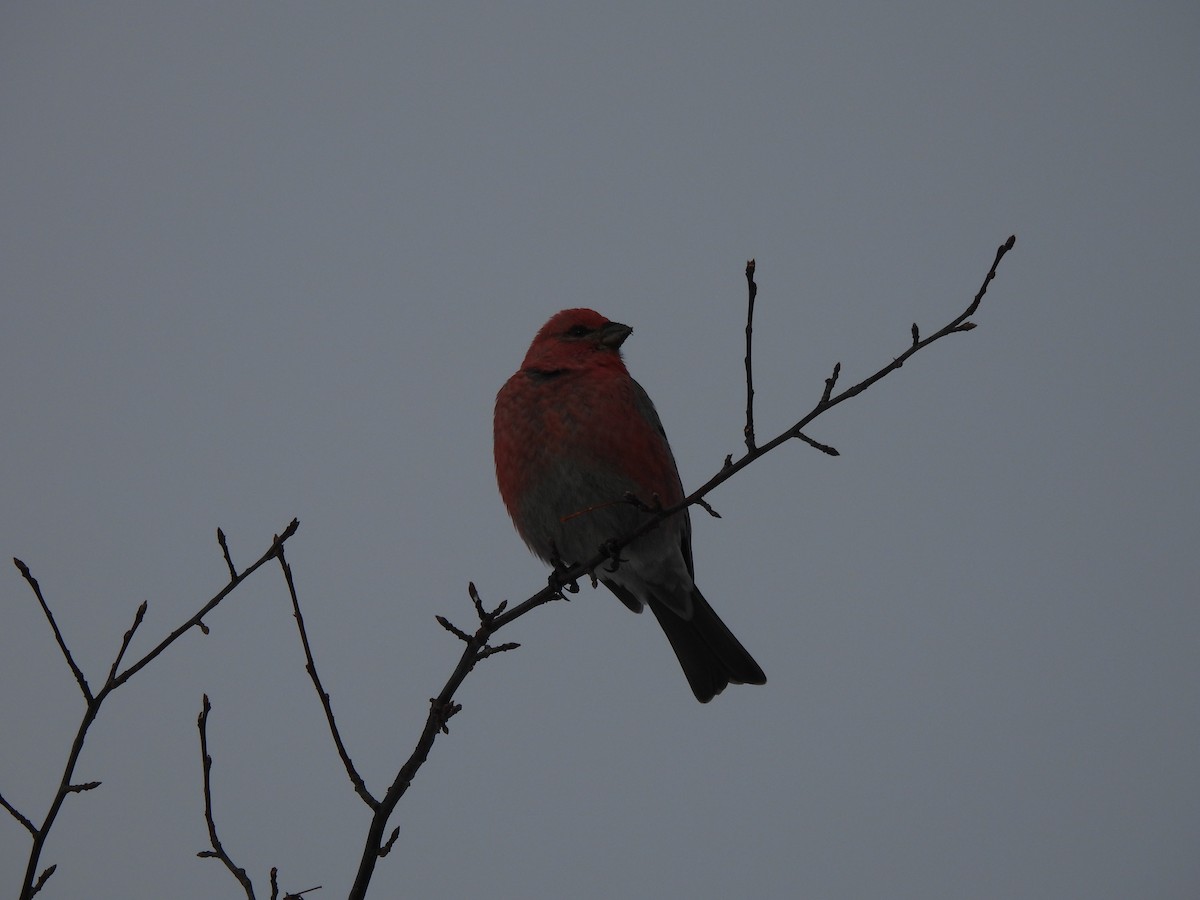 פתיאלי אורנים - ML647043405