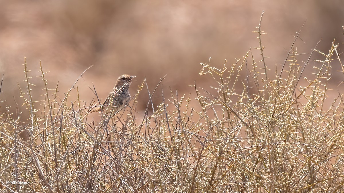 Rufous Fieldwren - ML647043406
