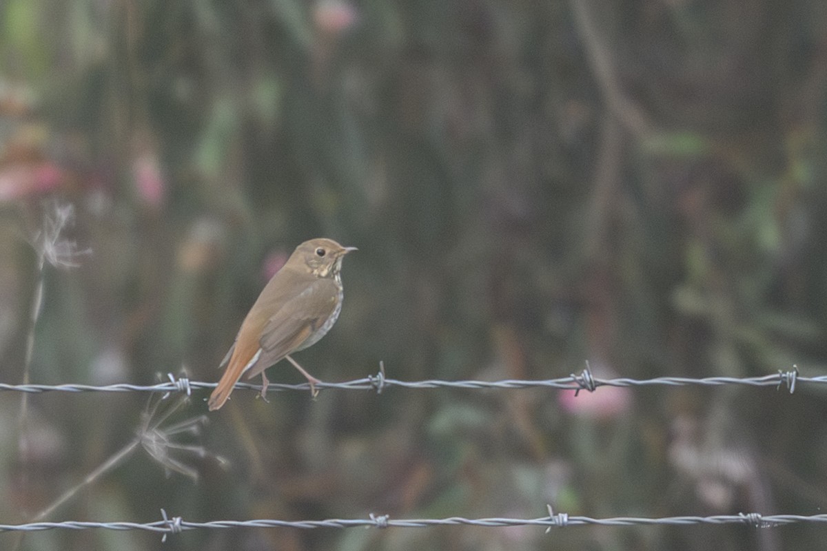 Zorzalito Colirrufo - ML647043422