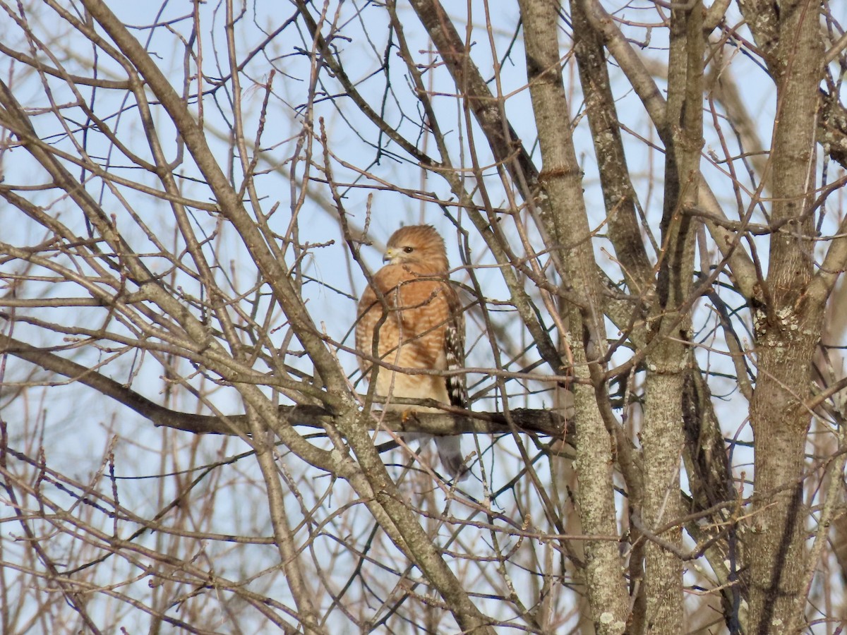 káně páskovaná - ML647043426