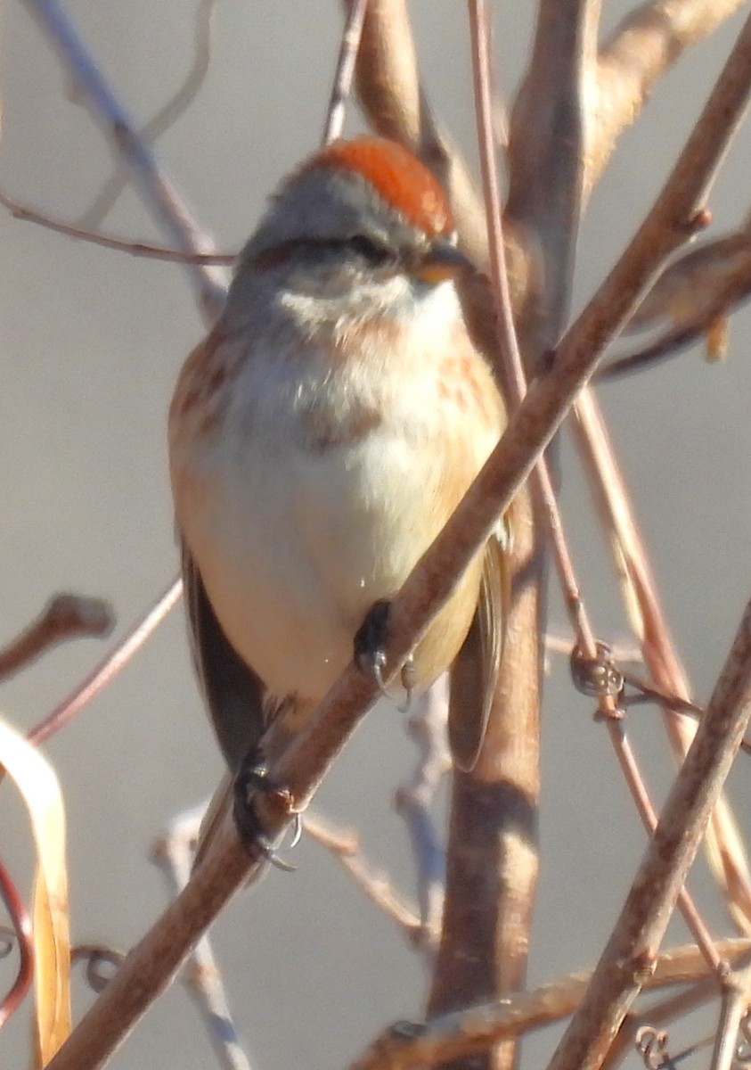 Hudson Körfezi Serçesi - ML647043431