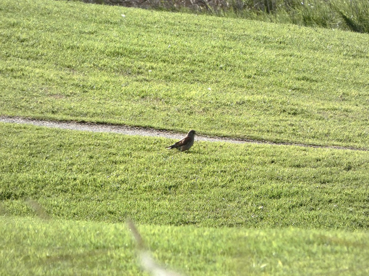 Eurasian Kestrel - ML647043432