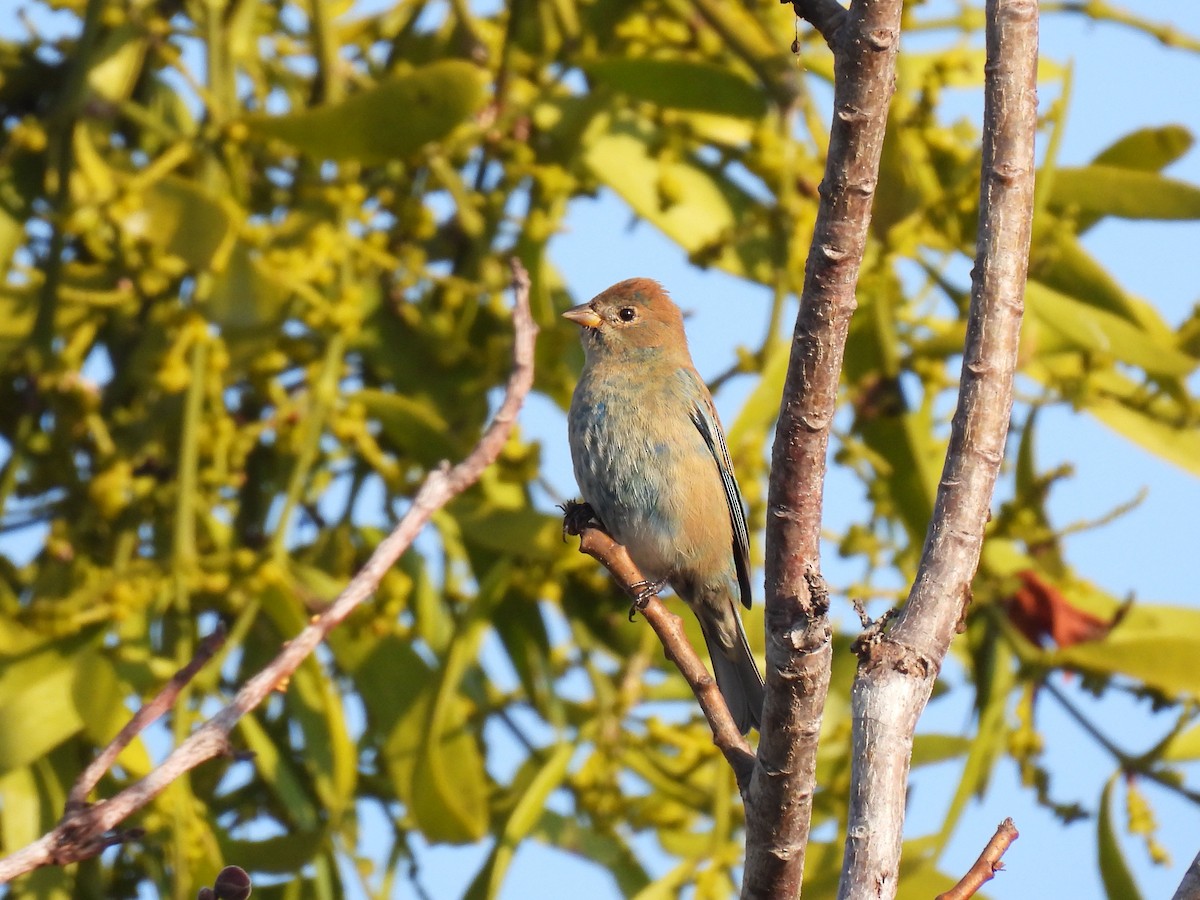 Indigo Bunting - ML647043439