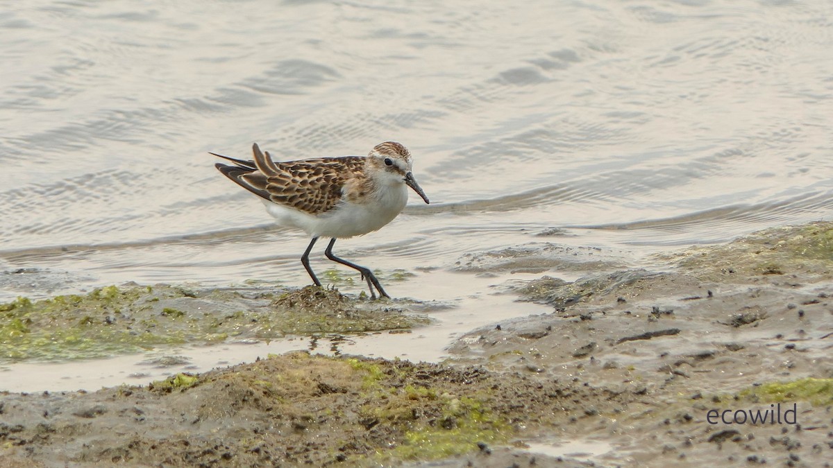 ヨーロッパトウネン - ML647043445