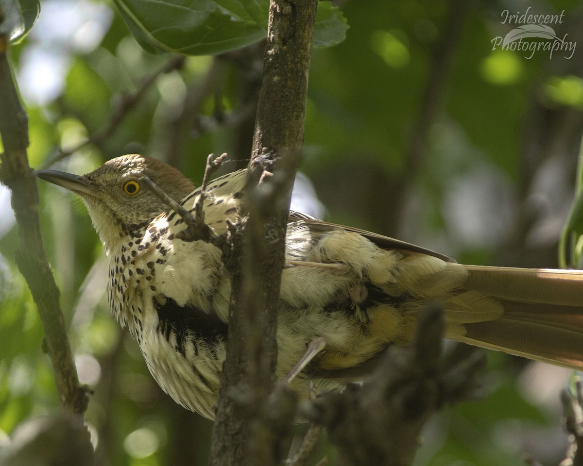 Brown Thrasher - ML647043447