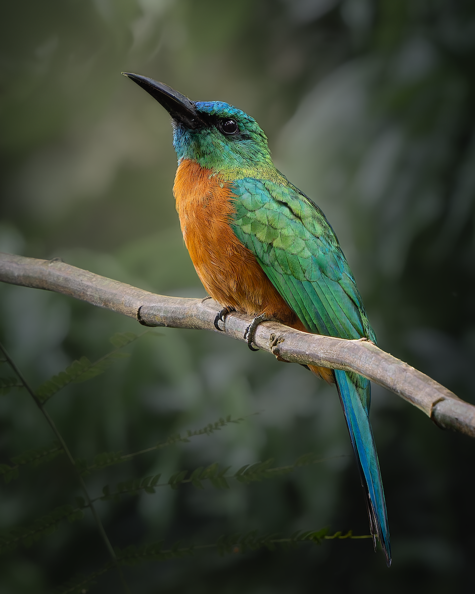 Great Jacamar - ML647043456