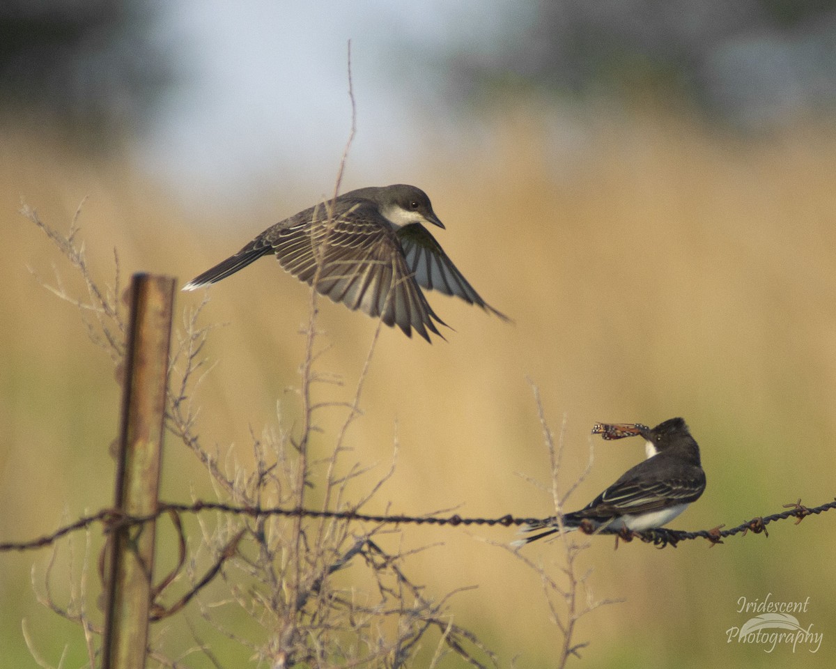 Tyran tritri - ML647043458