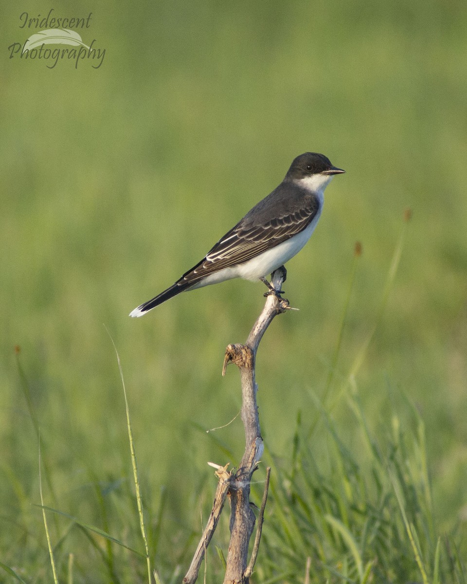 Tyran tritri - ML647043459