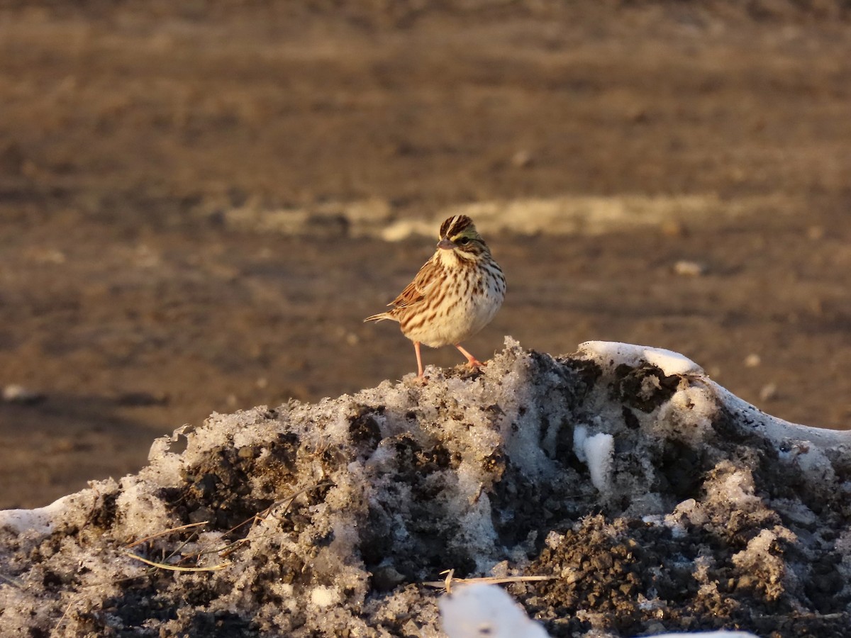 strnadec luční - ML647043469