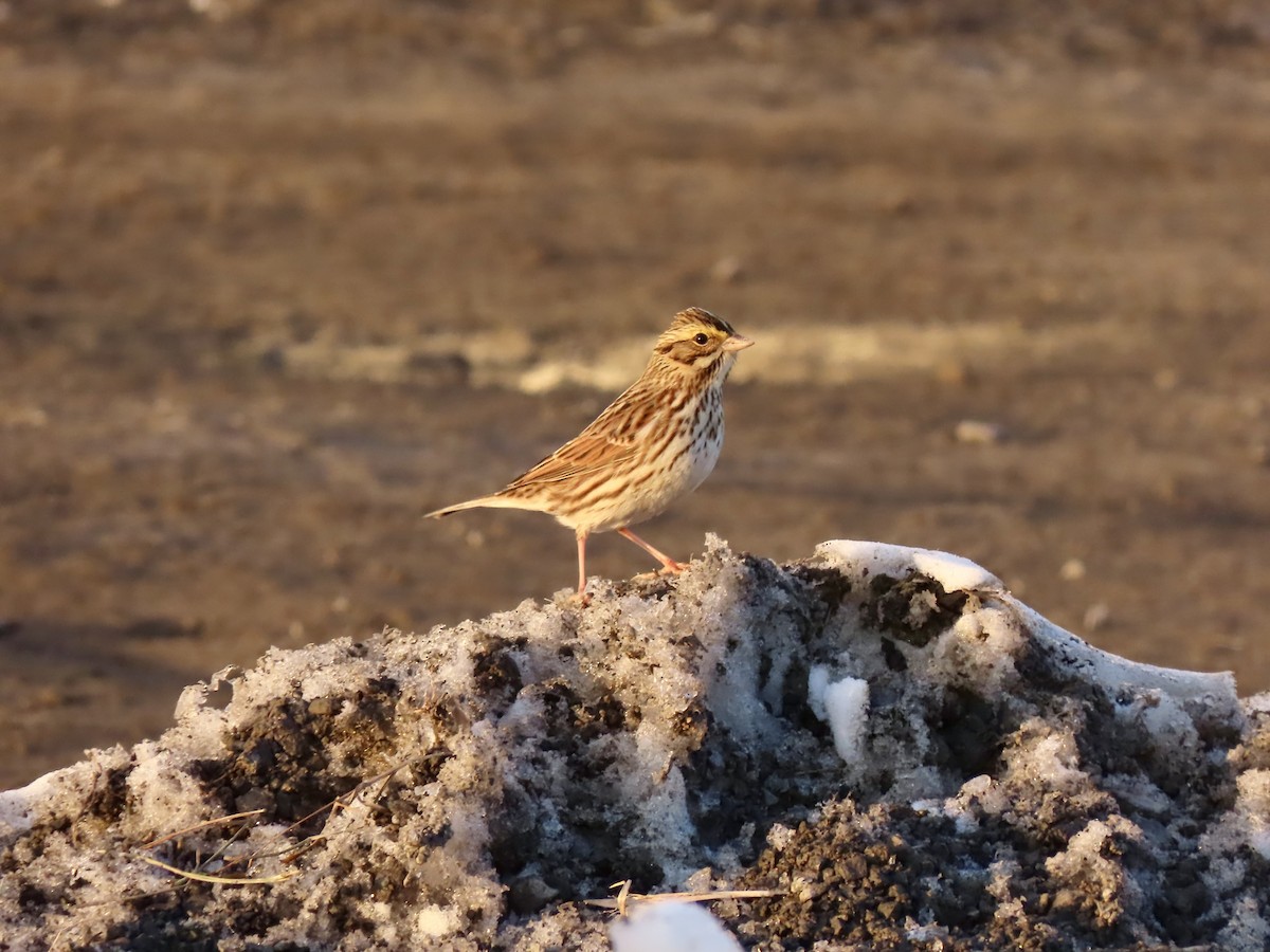 strnadec luční - ML647043470