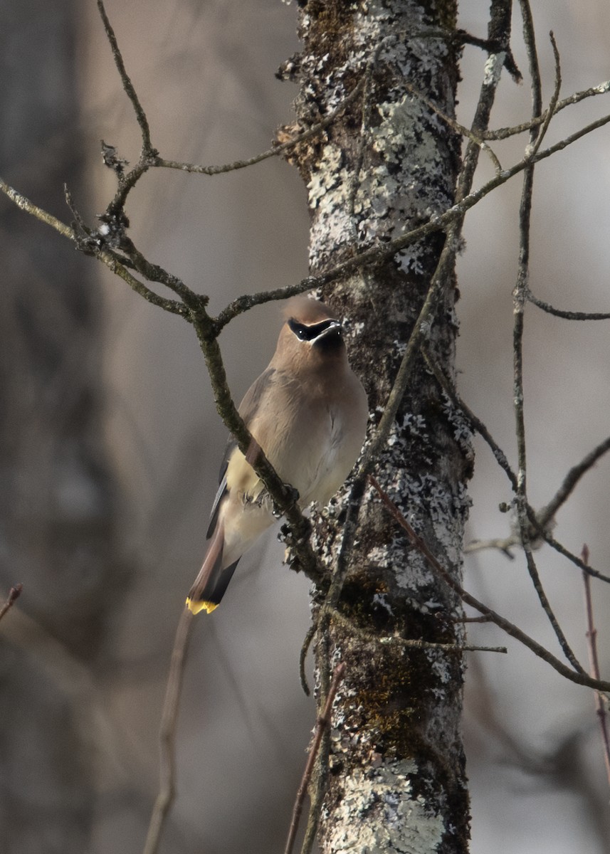 ヒメレンジャク - ML647043473