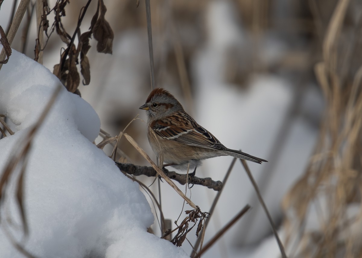 Hudson Körfezi Serçesi - ML647043477