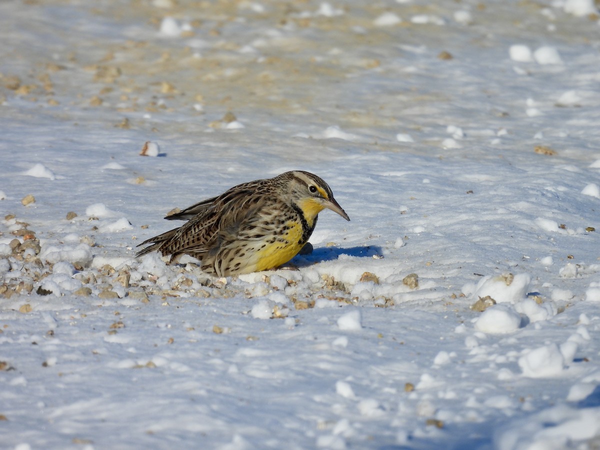 Western Meadowlark - ML647043482
