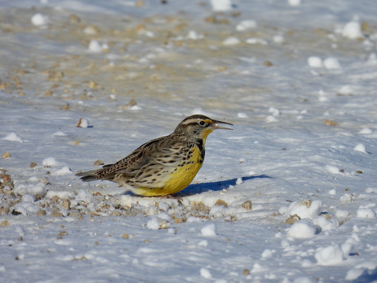 Western Meadowlark - ML647043483