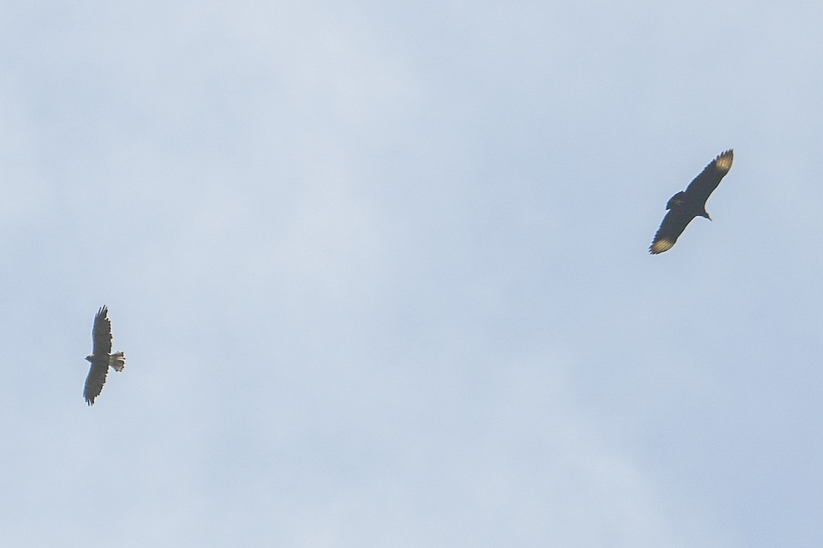 Свенсонов канюк - ML647043487