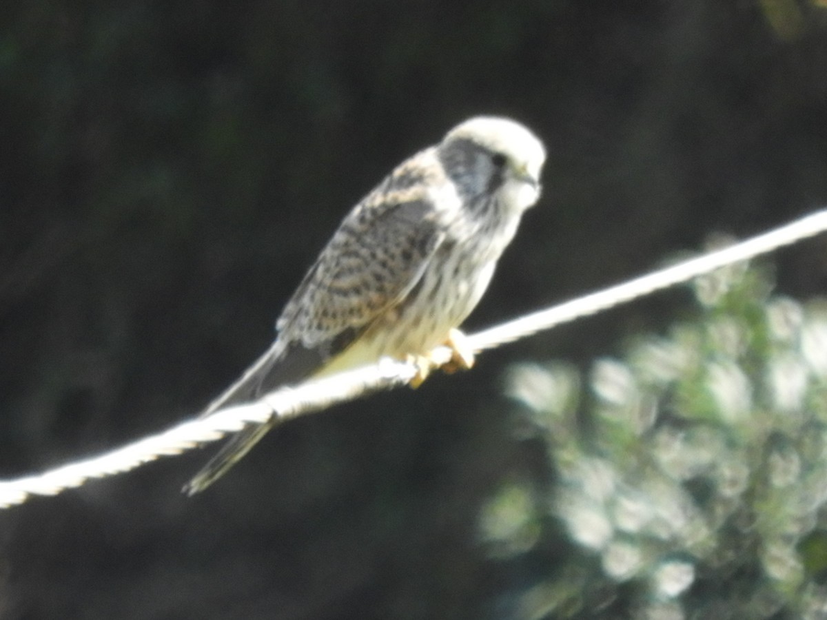 Eurasian Kestrel (Eurasian) - ML647043490