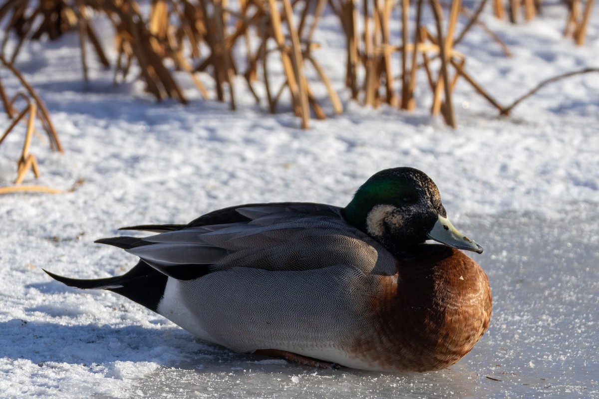American Wigeon x Mallard (hybrid) - ML647043493