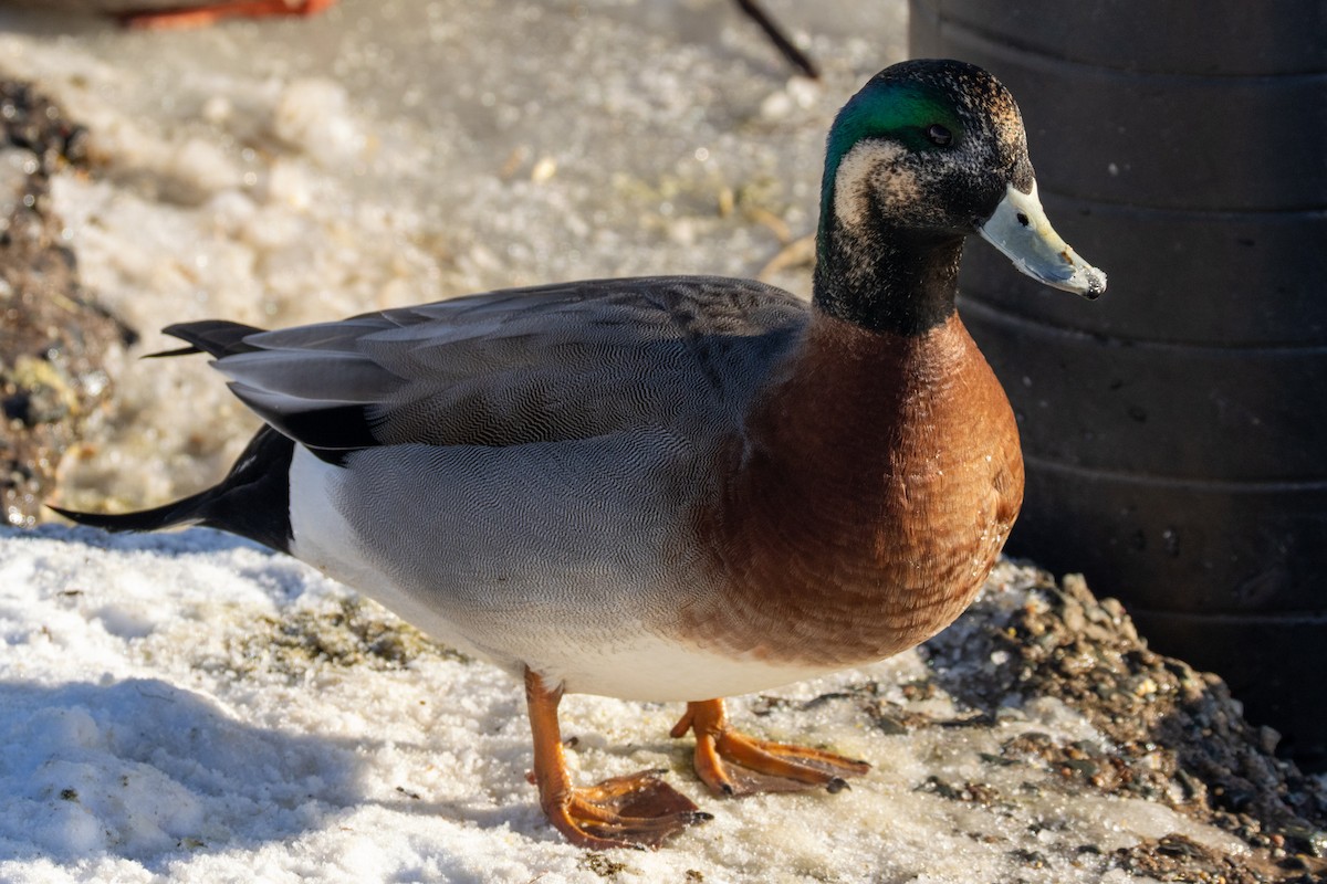 American Wigeon x Mallard (hybrid) - ML647043494