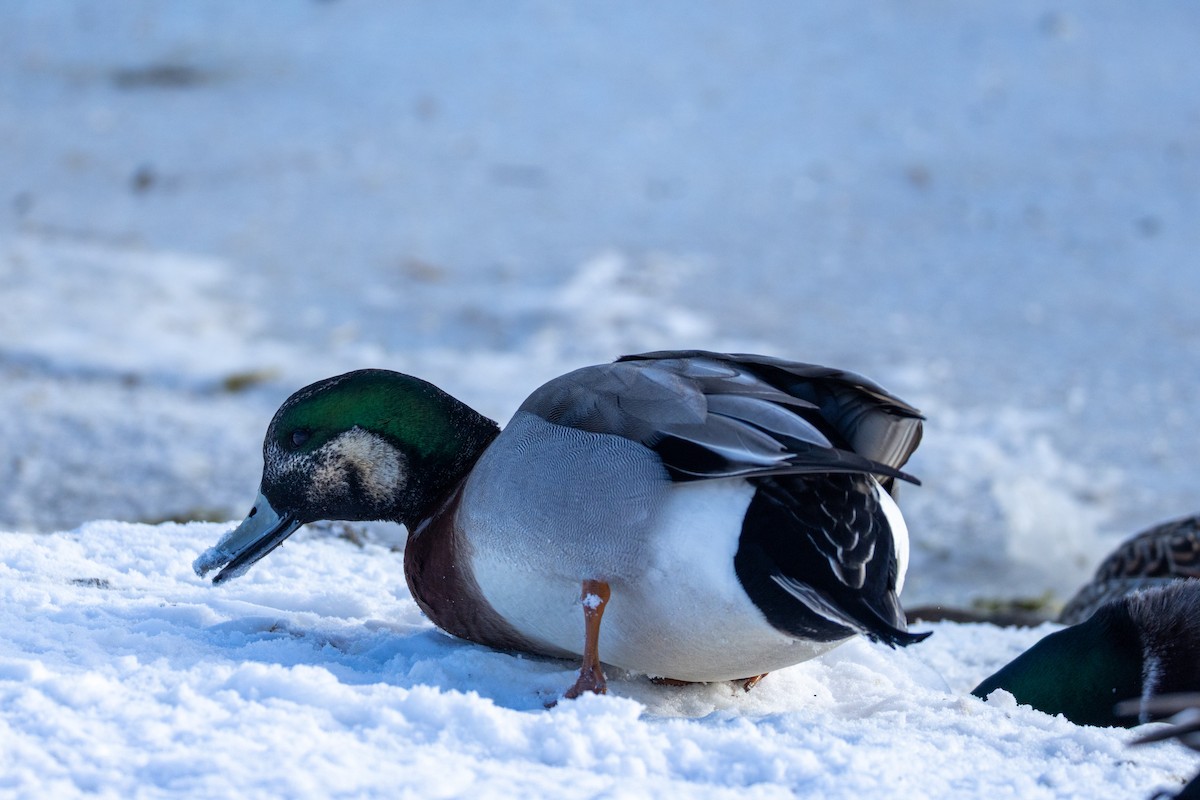 American Wigeon x Mallard (hybrid) - ML647043495