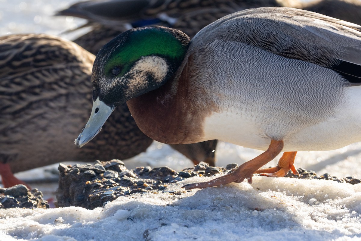 American Wigeon x Mallard (hybrid) - ML647043496