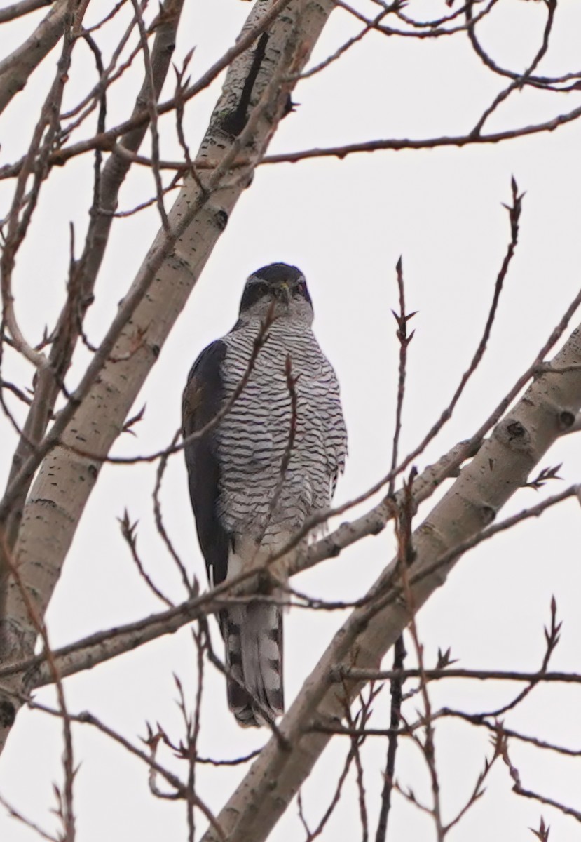 Aztore eurasiarra - ML647043517