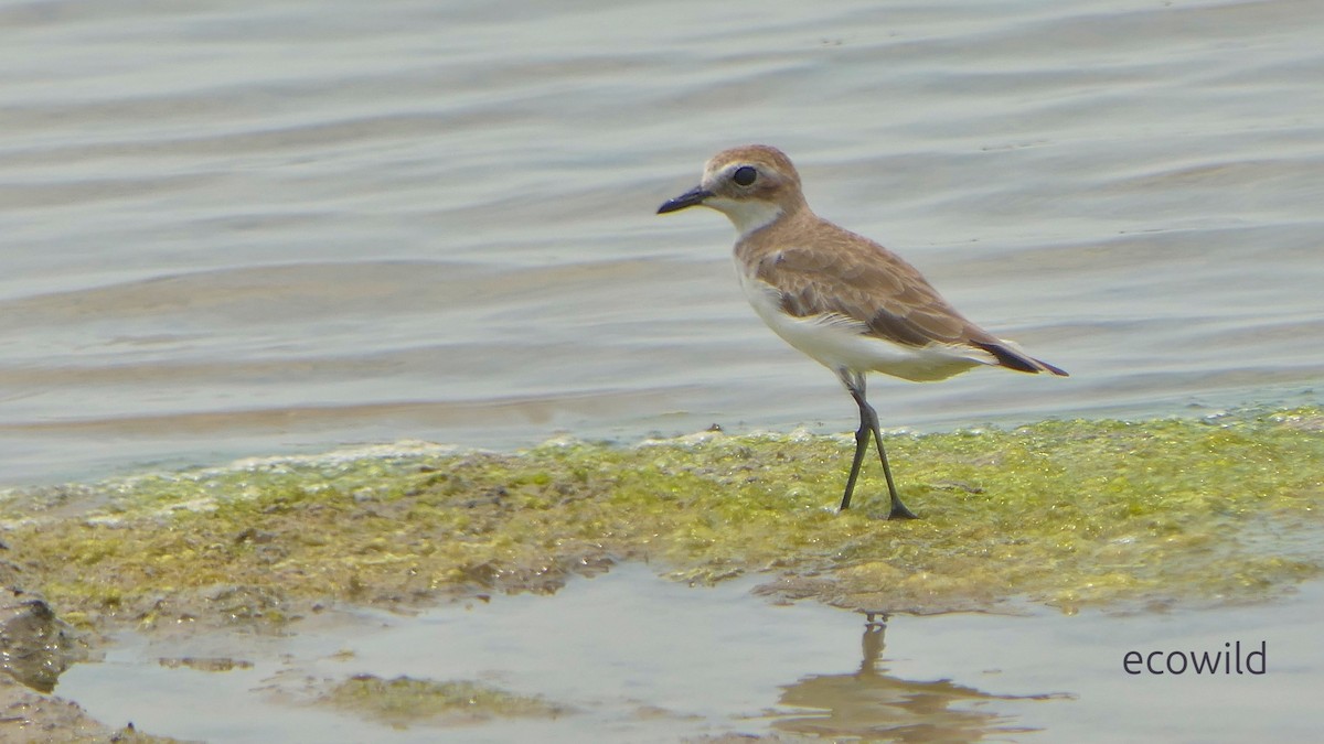 Tibet Cılıbıtı - ML647043520