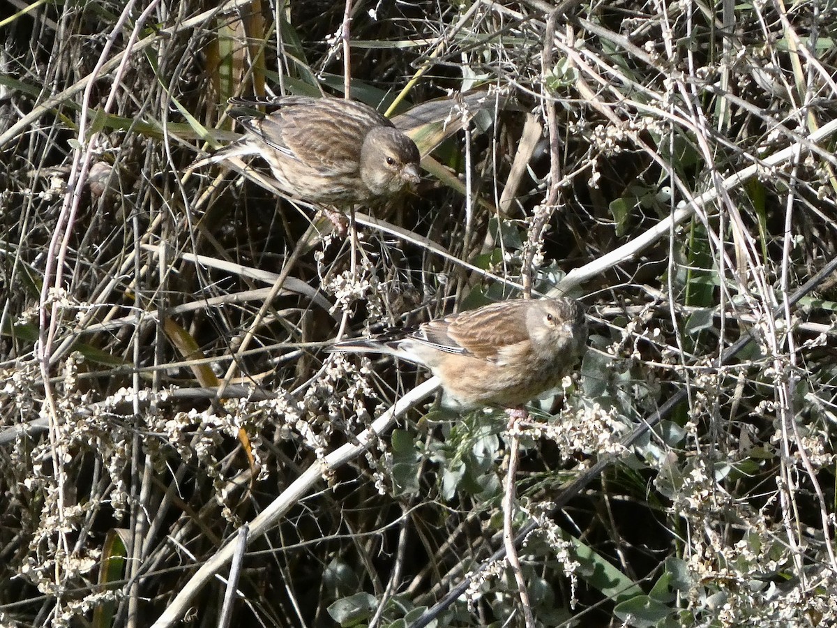 Txoka arrunta - ML647043537