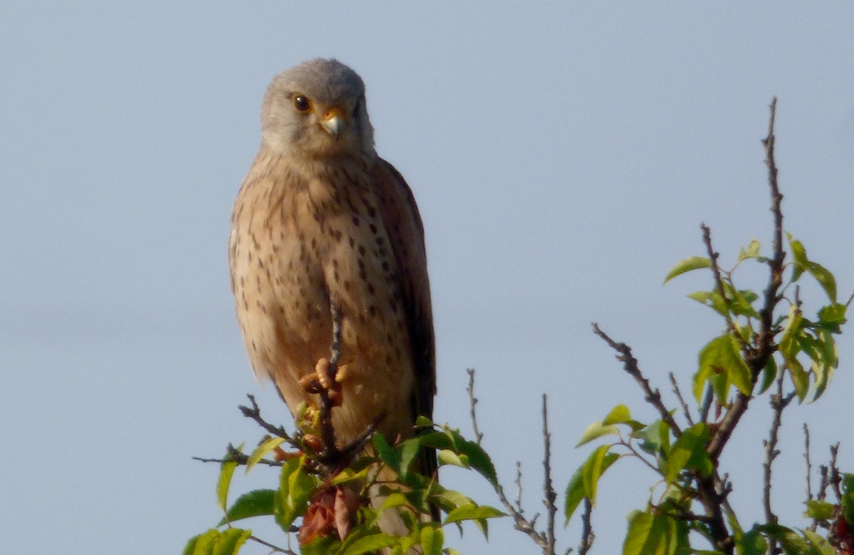 Eurasian Kestrel - ML647043538