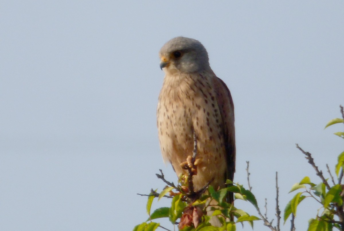 Eurasian Kestrel - ML647043539