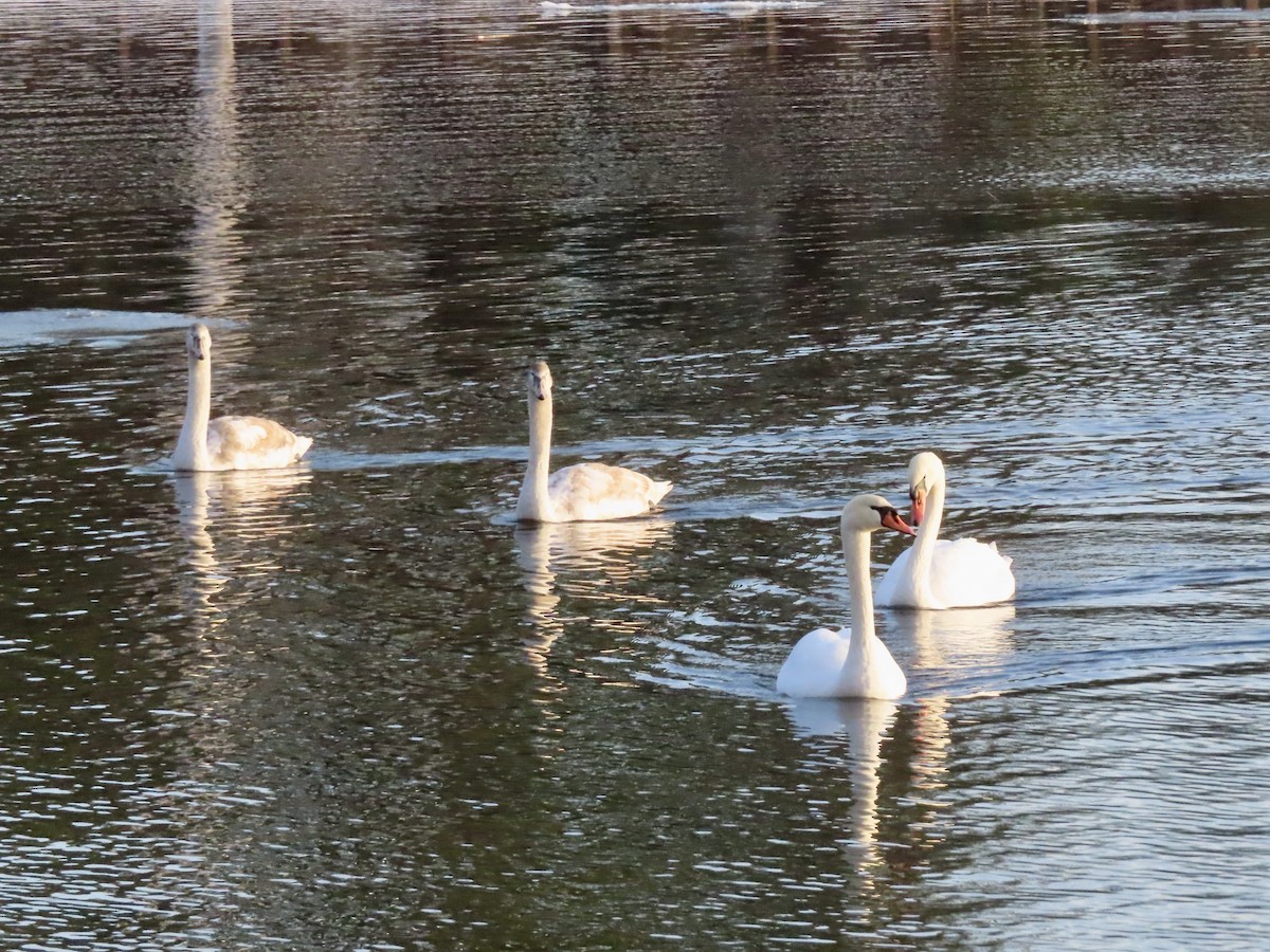 Mute Swan - ML647043544