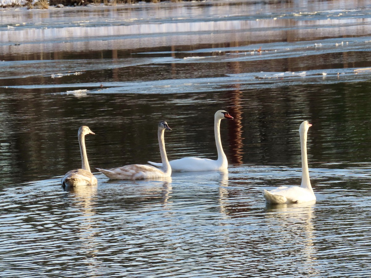 Mute Swan - ML647043548